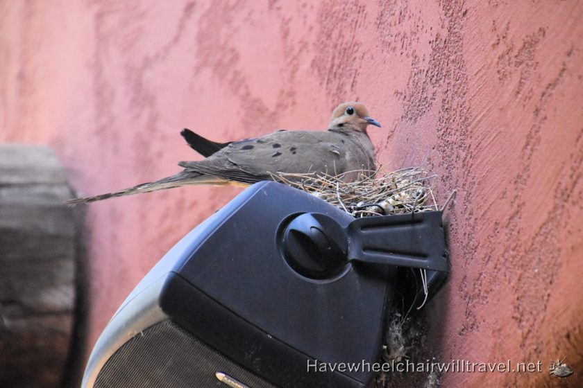 Sheraton Wild Horse Pass - accessible Phoenix Arizona - Have Wheelchair Will Travel