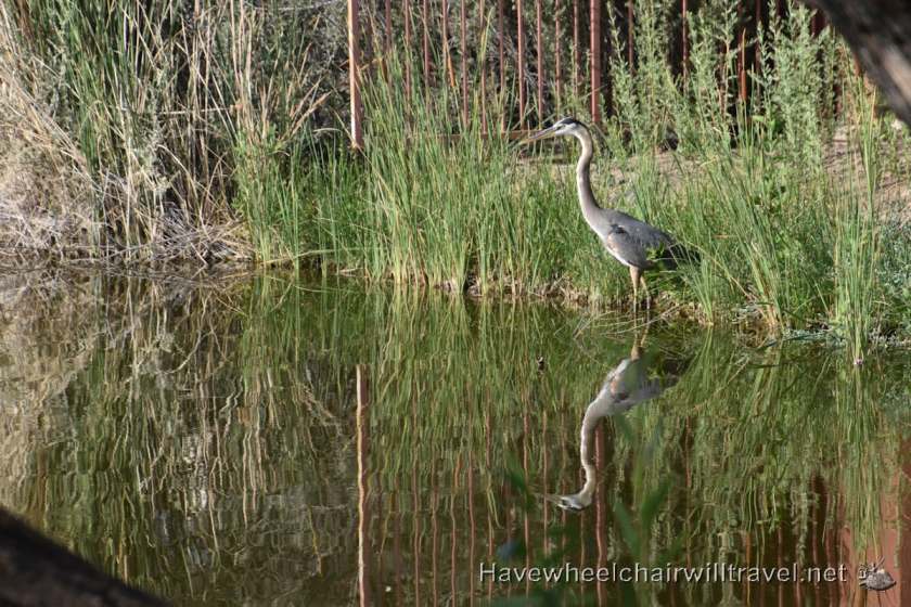 Sheraton Wild Horse Pass - accessible Phoenix Arizona - Have Wheelchair Will Travel