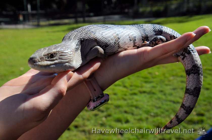 Blue Tongue Lizard