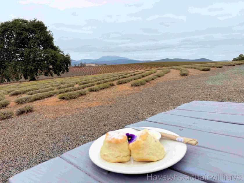 Bridestowe Lavender Farm Tasmania review - Have Wheelchair Will Travel