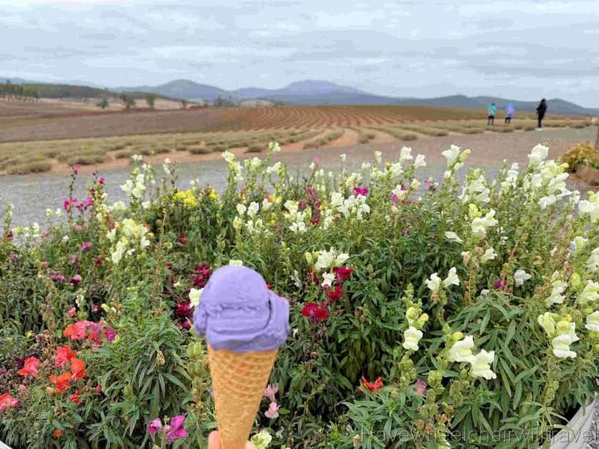 Bridestowe Lavender Farm Tasmania review - Have Wheelchair Will Travel