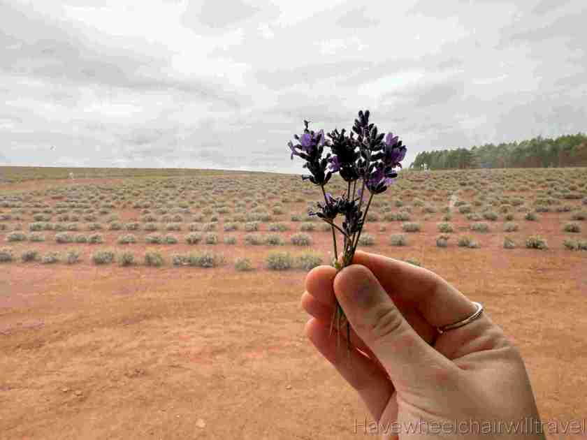 Bridestowe Lavender Farm Tasmania review - Have Wheelchair Will Travel