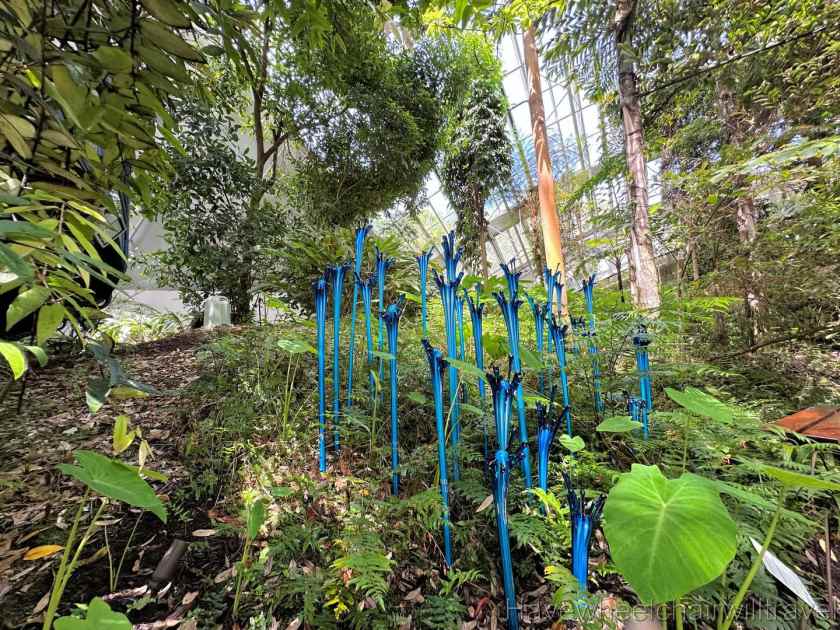 Life in Colour: Dale Chihuly exhibition in the Bicentennial Conservatory