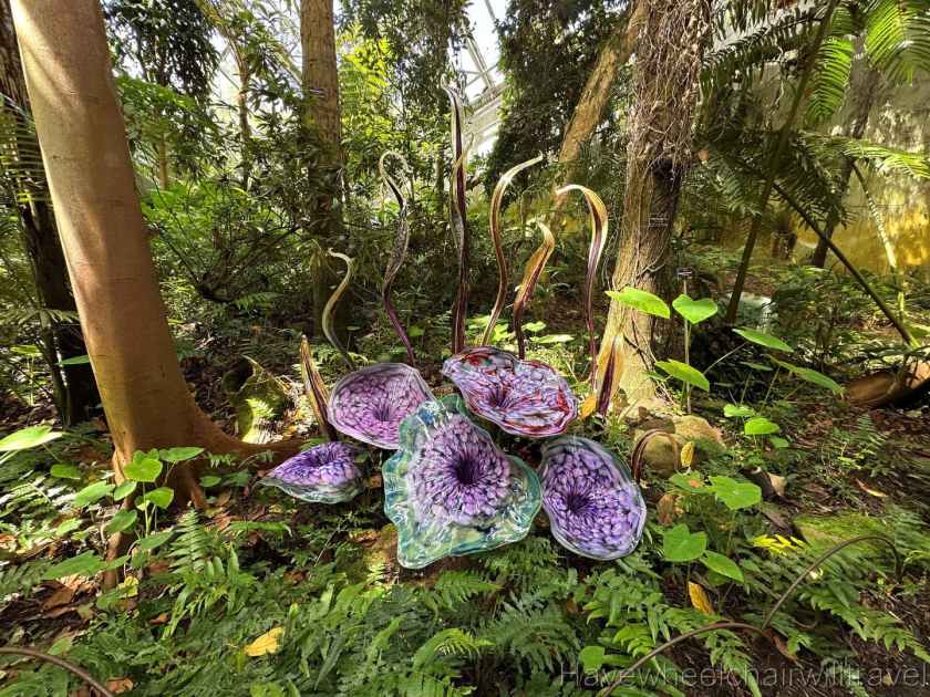 Life in Colour: Dale Chihuly exhibition in the Bicentennial Conservatory - Have Wheelchair Will Travel