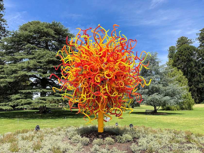 Chihuly exhibition review Adelaide Botanic Gardens - Have Wheelchair Will Travel
