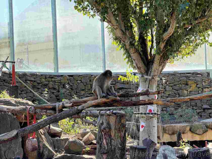 Hotel Verge review - City Park Launceston, Tasmania - Have Wheelchair Will Travel