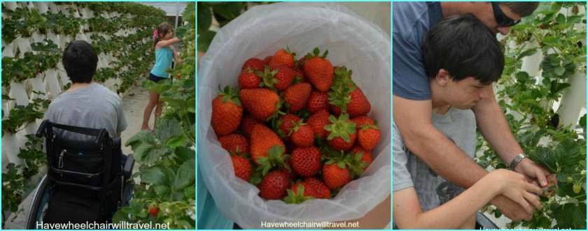 Ricardoes Tomotatoes - wheelchair travel guide Port Macquarie - Have Wheelchair Will Travel