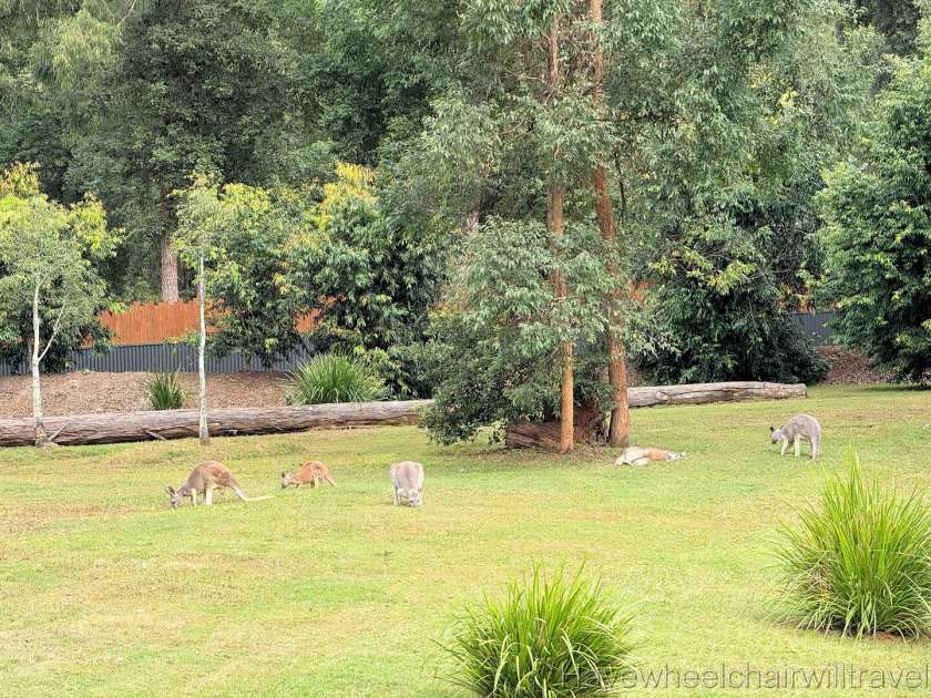 Crocodile Hunter Lodge review - Have Wheelchair Will Travel