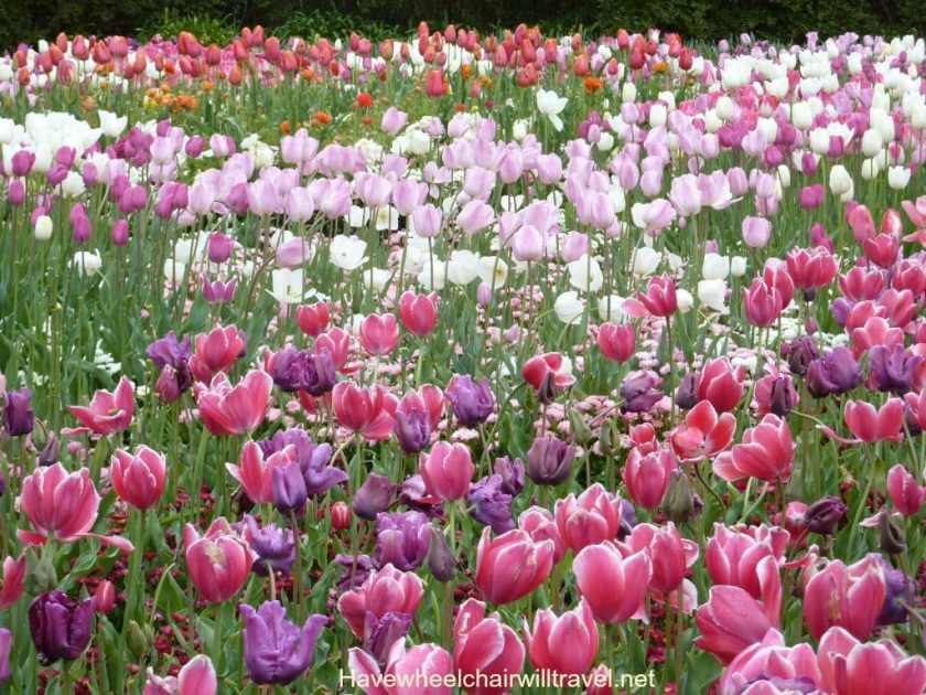 Travel Insurance & existing medical conditions & disability - Have Wheelchair Will Travel