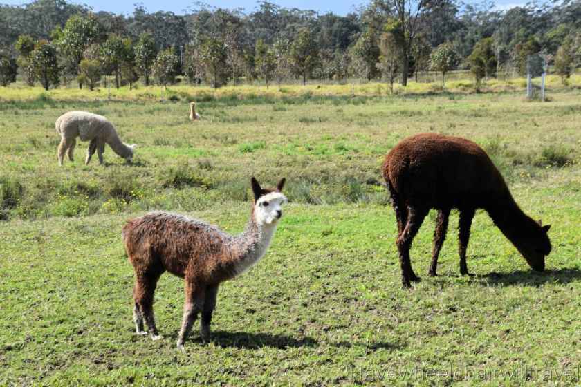 Iris Lodge Alpaca - Have Wheelchair Will Travel