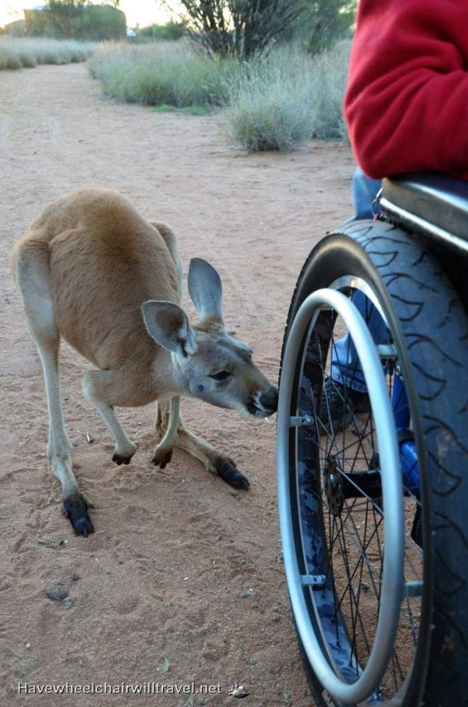 Even the kangaroos recognised that BJ's tyres were special