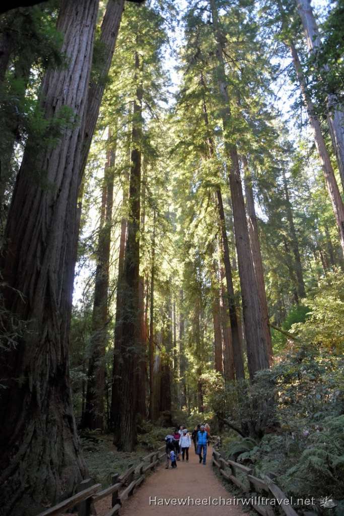 Muir Woods National Monument - accessible San Francisco - Have Wheelchair Will Travel