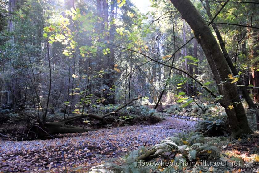 Muir Woods National Monument - accessible San Francisco - Have Wheelchair Will Travel