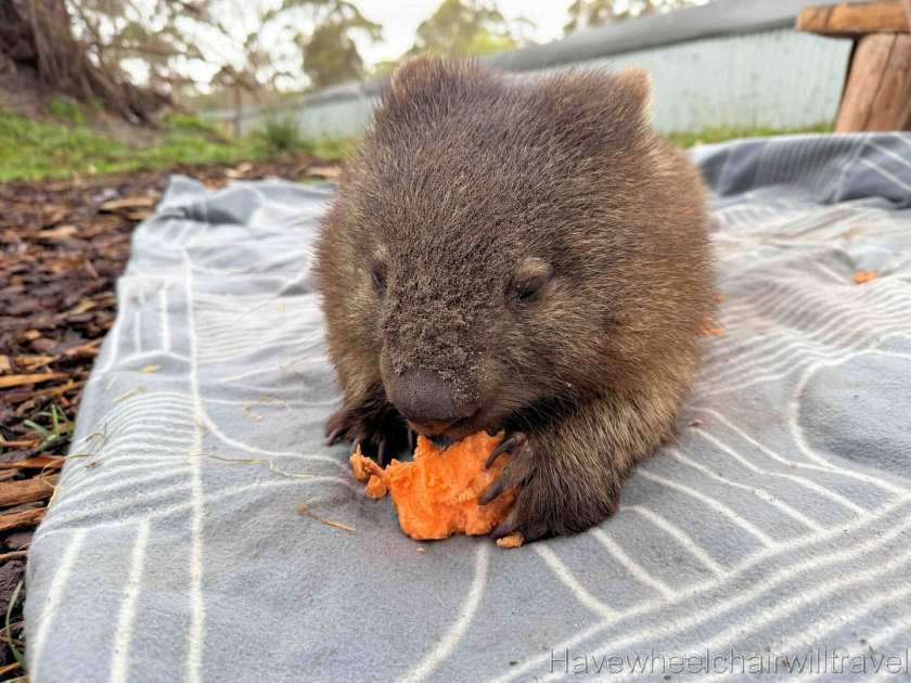East Coast Natureworld Tasmania review - Have Wheelchair Will Travel