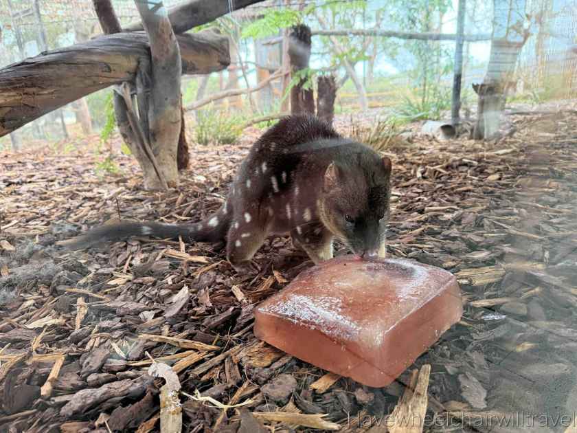 East Coast Natureworld Tasmania review - Have Wheelchair Will Travel