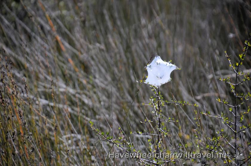 Okarito Wetlands Walk - accessible New Zealand - Have Wheelchair Will Travel