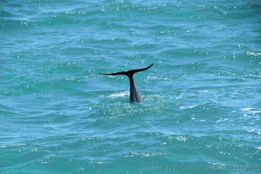 Perfect Nature Cruises Monkey Mia review - Have Wheelchair Will Travel