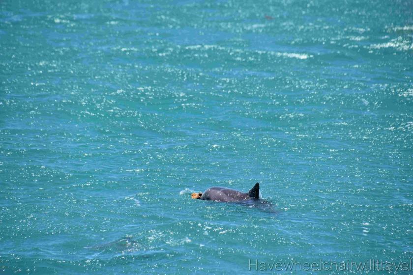 Perfect Nature Cruises Monkey Mia review - Have Wheelchair Will Travel