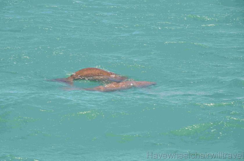 Perfect Nature Cruises Monkey Mia review - Have Wheelchair Will Travel