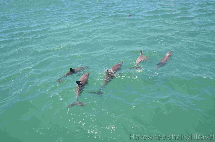 Perfect Nature Cruises Monkey Mia review - Have Wheelchair Will Travel