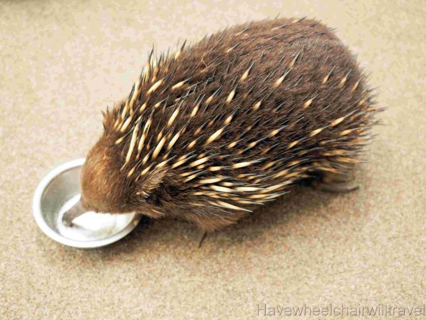 Platypus House Tasmania review - Have Wheelchair Will Travel