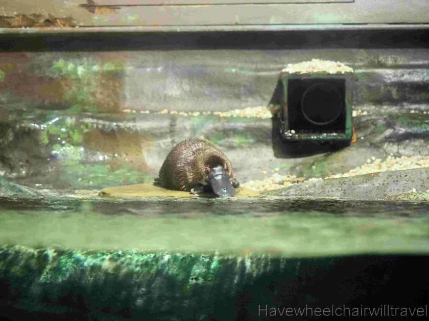 Platypus House Tasmania review - Have Wheelchair Will Travel