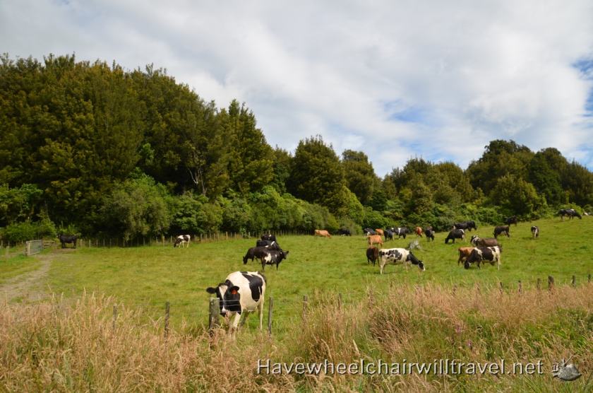 Rail Cruising Rotorua - accessible New Zealand - Have Wheelchair Will Travel