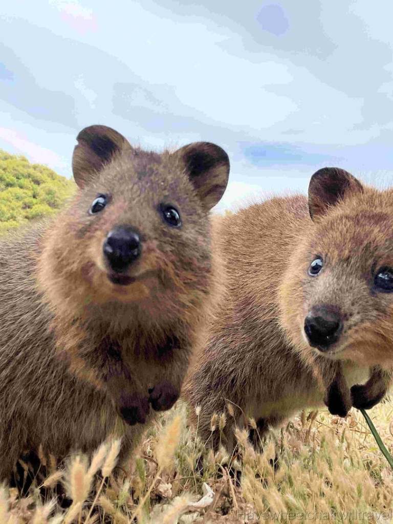 Rottnest Island Western Australia - Have Wheelchair Will Travel