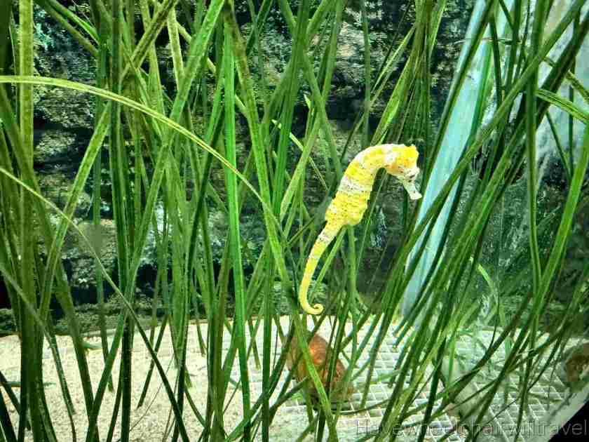 Seahorse World Tasmania - Have Wheelchair Will Travel