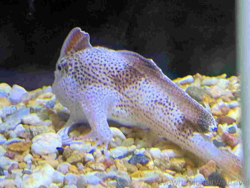 Seahorse World Tasmania - Have Wheelchair Will Travel