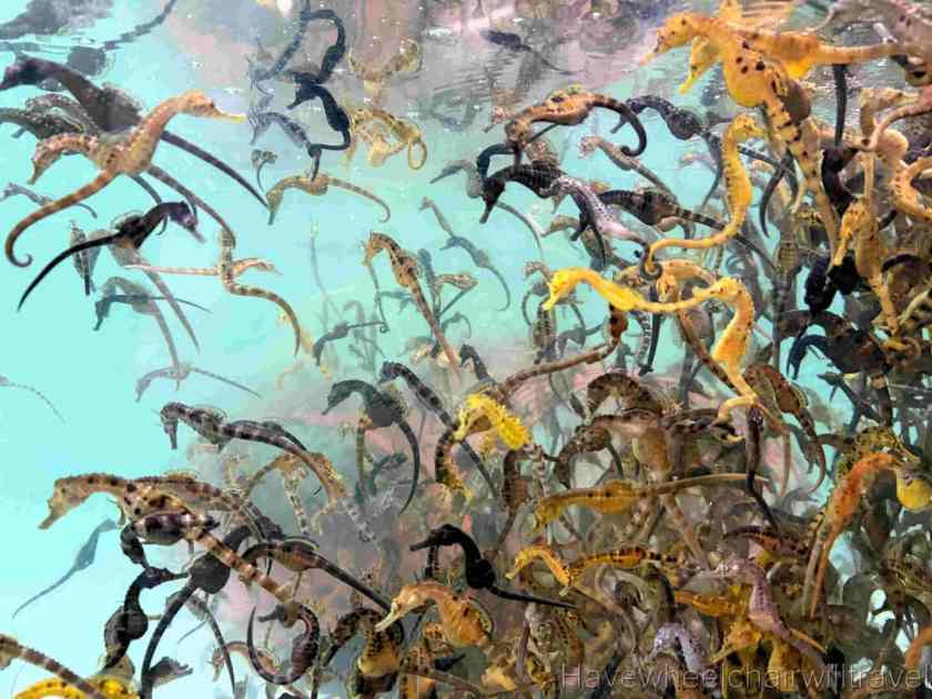 Seahorse World Tasmania - Have Wheelchair Will Travel
