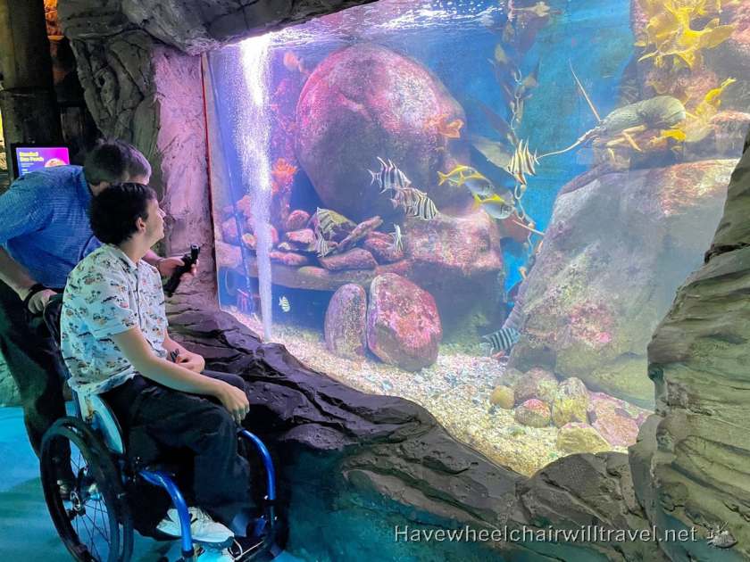 SEA LIFE Sydney Aquarium - accessible Sydney - Have Wheelchair Will Travel