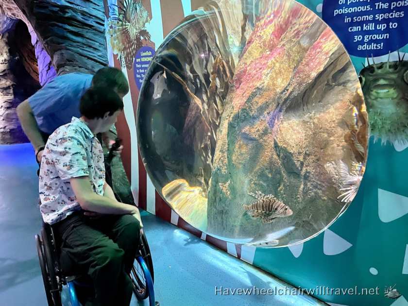 SEA LIFE Sydney Aquarium - accessible Sydney - Have Wheelchair Will Travel