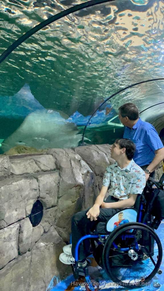 SEA LIFE Sydney Aquarium - accessible Sydney - Have Wheelchair Will Travel