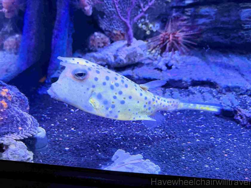 SEA LIFE Sunshine Coast Aquarium review - Have Wheelchair Will Travel 