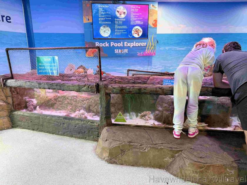 SEA LIFE Sunshine Coast Aquarium review - Have Wheelchair Will Travel 