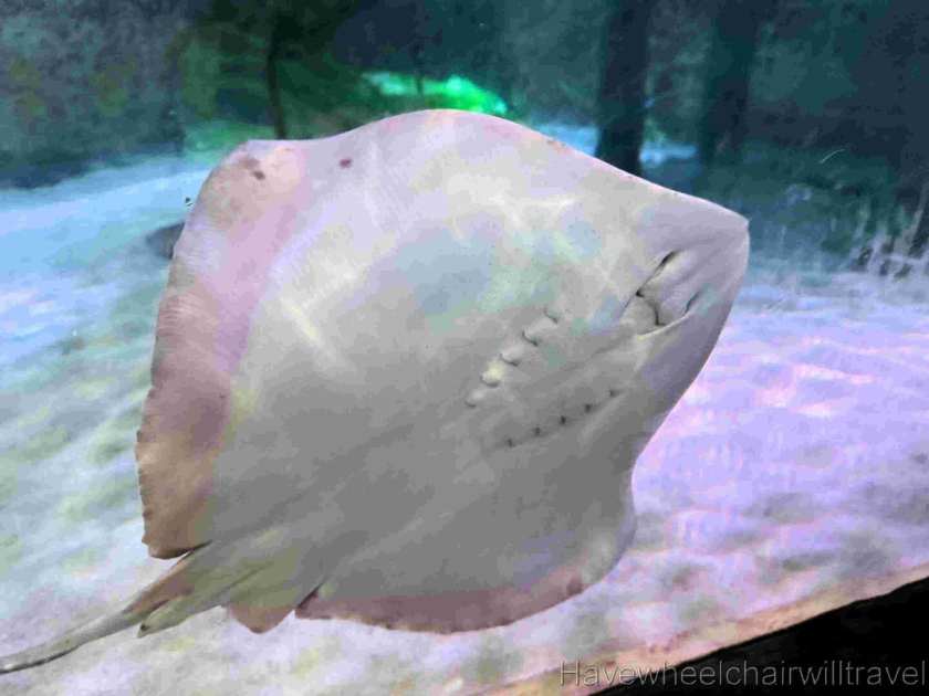 SEA LIFE Sunshine Coast Aquarium review - Have Wheelchair Will Travel 