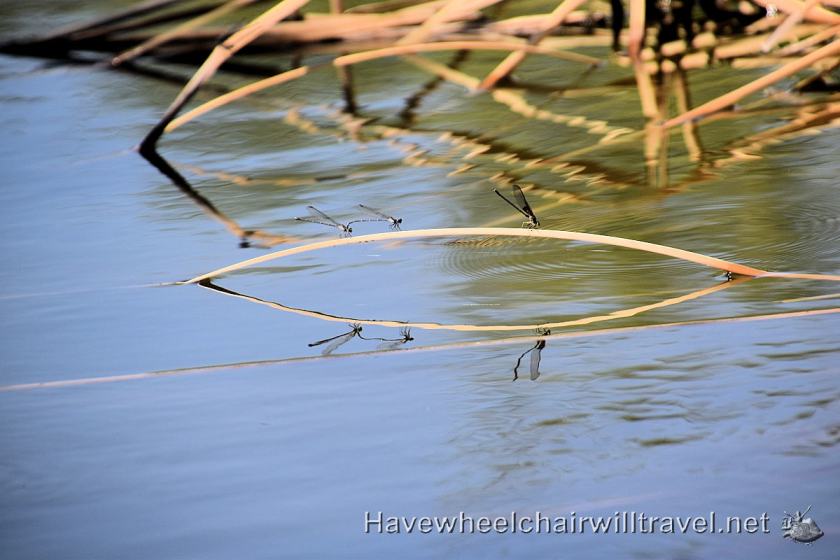Sheraton Wild Horse Pass - accessible Phoenix Arizona - Have Wheelchair Will Travel