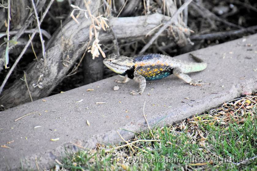 Sheraton Wild Horse Pass - accessible Phoenix Arizona - Have Wheelchair Will Travel