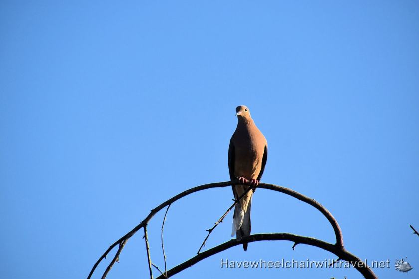 Sheraton Wild Horse Pass - accessible Phoenix Arizona - Have Wheelchair Will Travel