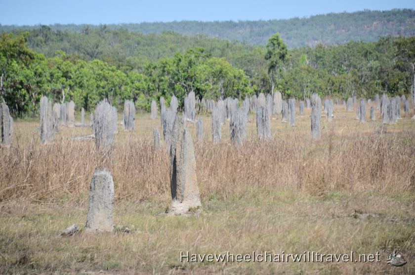 Magentic Termite Mounds - accessible Northern Territory - Have Wheelchair Will Travel