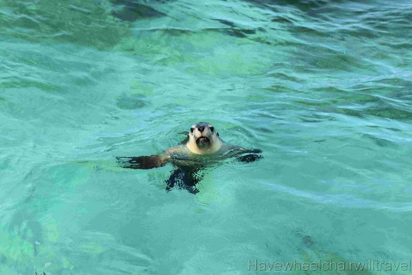 Turquoise Safaris Sea Lion Tours Jurien Bay - Have Wheelchair Will Travel 
