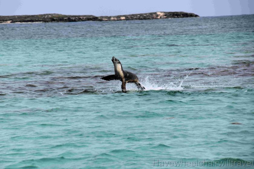 Turquoise Safaris Sea Lion Tours Jurien Bay - Have Wheelchair Will Travel 