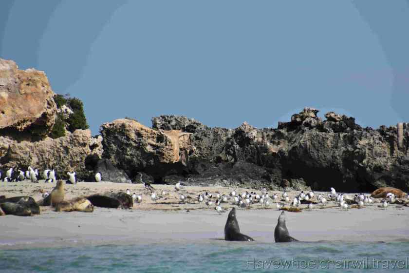 Turquoise Safaris Sea Lion Tours Jurien Bay - Have Wheelchair Will Travel 