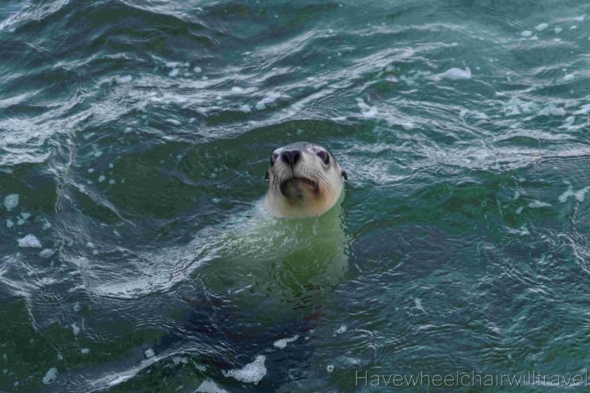 Turquoise Safaris Sea Lion Tours Jurien Bay - Have Wheelchair Will Travel 