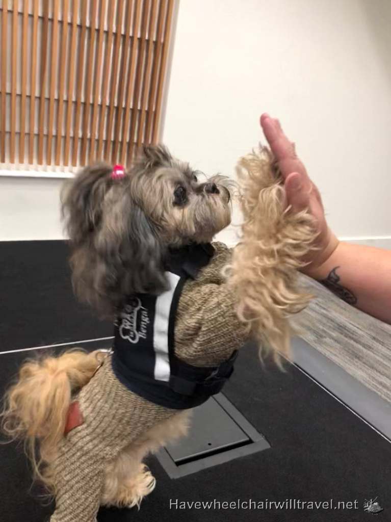 Wag Brigade San Francisco Airport - Have Wheelchair Will Travel
