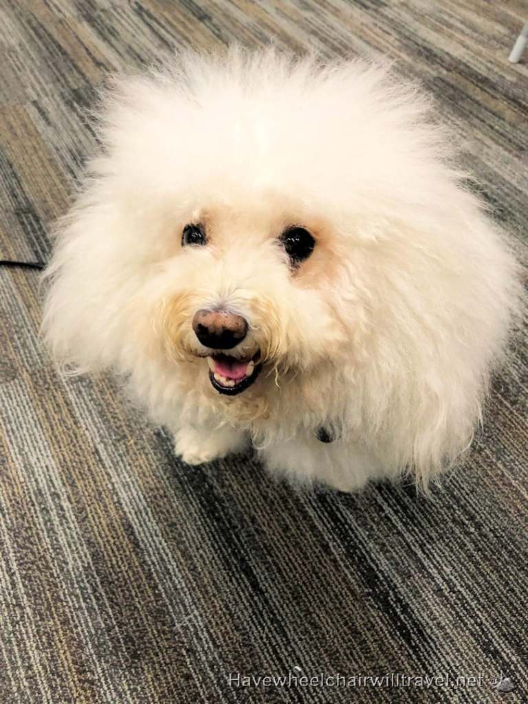 Wag Brigade San Francisco Airport - Have Wheelchair Will Travel