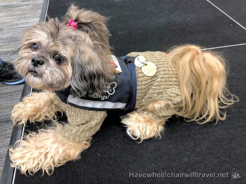 Wag Brigade San Francisco Airport - Have Wheelchair Will Travel
